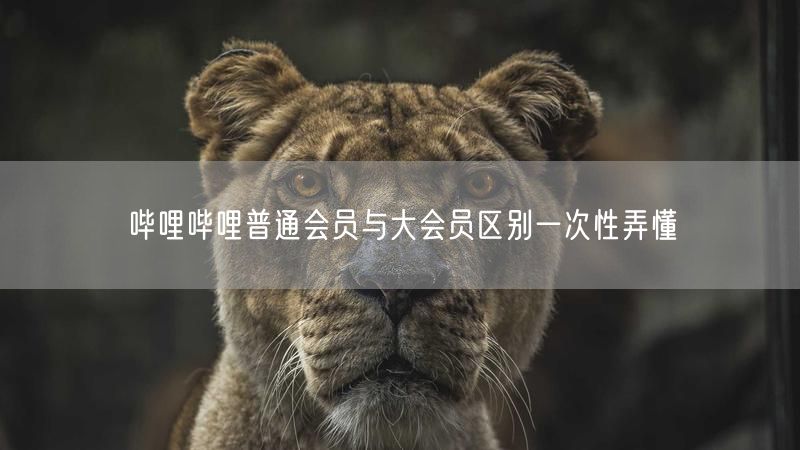哔哩哔哩普通会员与大会员区别一次性弄懂